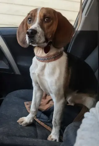 Benji III