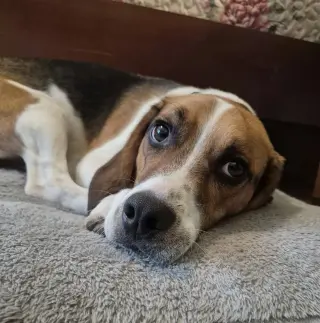 Benji III