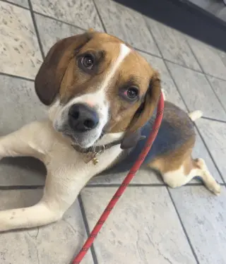 Benji III