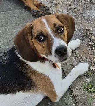 Benji III