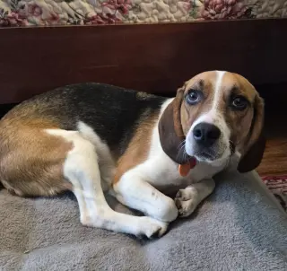 Benji III
