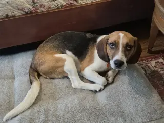 Benji III