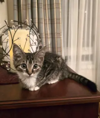 Ollie