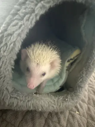 Huxley