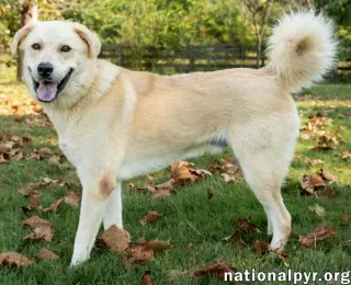 Hobbes in CT - Sweet & Affectionate!