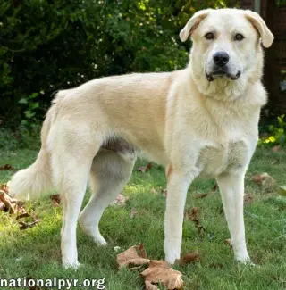 Hobbes in CT - Sweet & Affectionate!