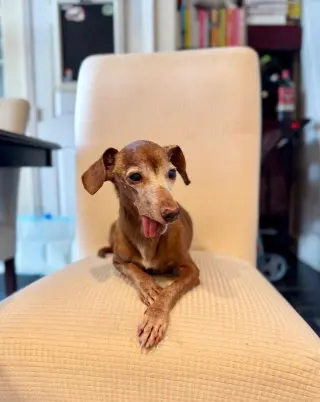 Dolly5 (in Miami, FL)