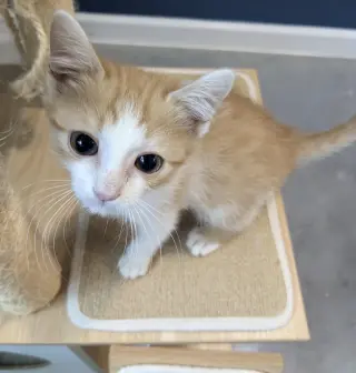 Creamsicle