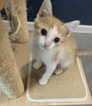 Creamsicle
