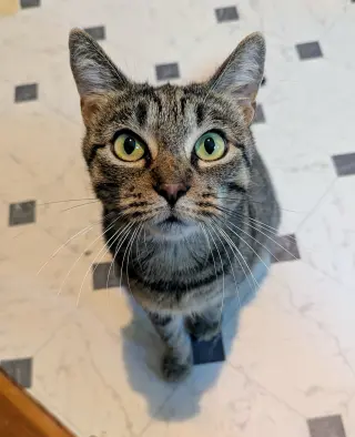 Saratina