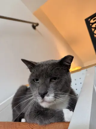 Zeppelin