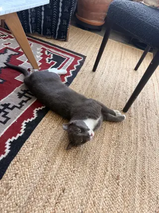 Zeppelin