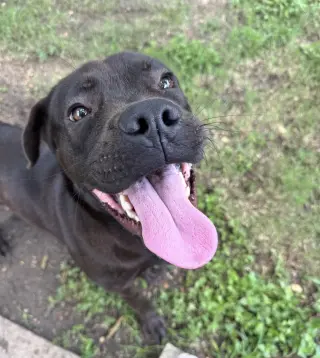 Jonas