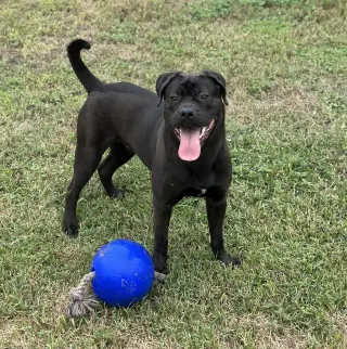 Jonas