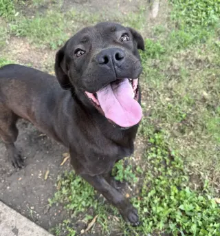 Jonas