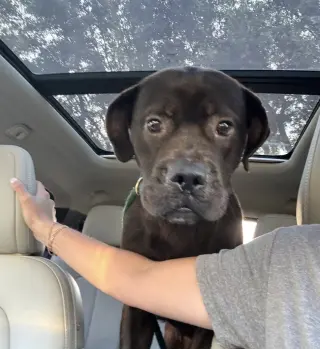 Jonas