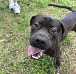 Jonas