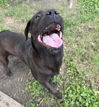Jonas