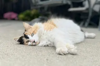 Ishta