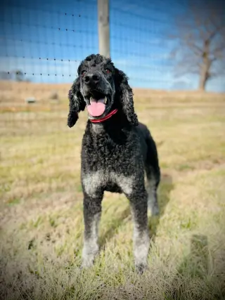 Bentley Oakes Dec 25