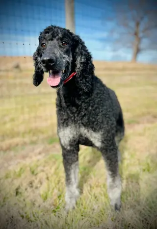 Bentley Oakes Dec 25