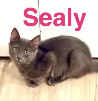 Sealy