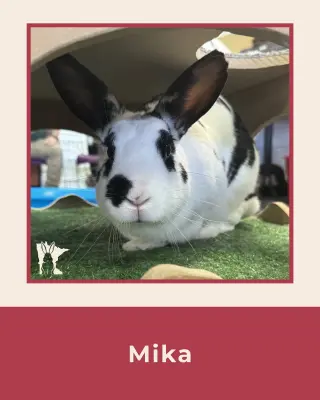 Mika