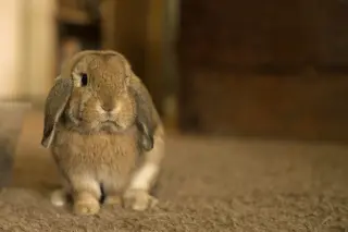 Reginald AKA "Regi"