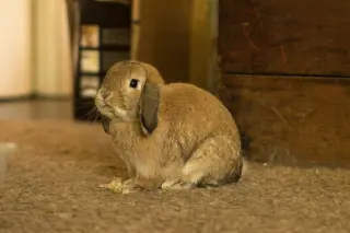 Reginald AKA "Regi"