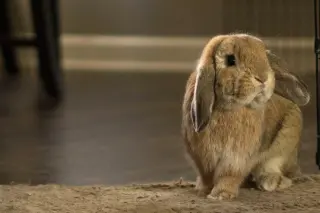 Reginald AKA "Regi"