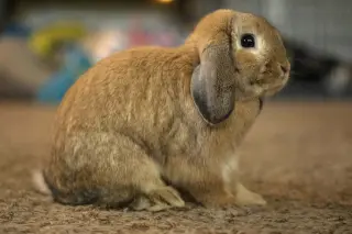 Reginald AKA "Regi"