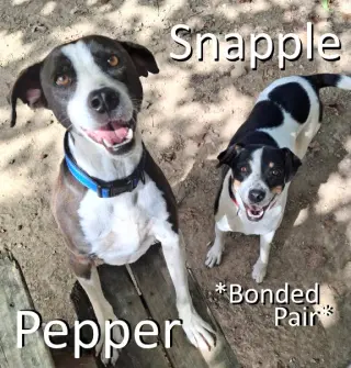 Snapple