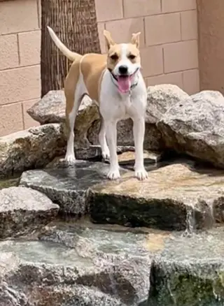 Layci