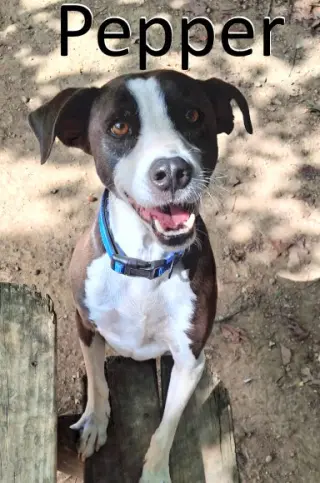 Pepper