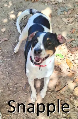 Pepper