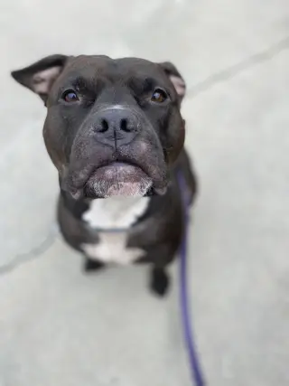 Wally