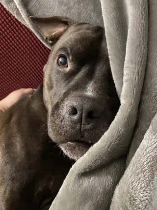 Wally