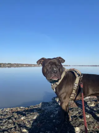 Wally