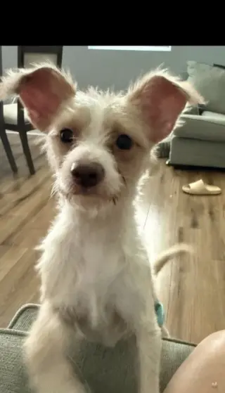 Canelo~