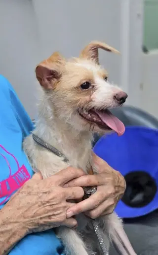 Canelo~