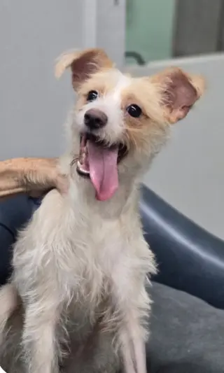 Canelo~