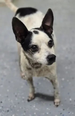 Spot