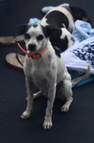 Spot