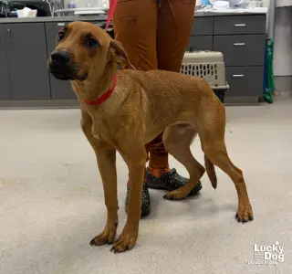 Scrappy Doo