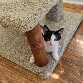 Pepper