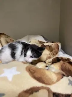 Pepper