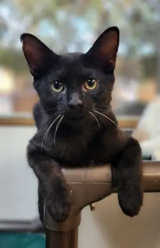 Kitten 27921 (Turbo)