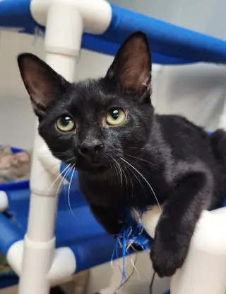 Kitten 27921 (Turbo)
