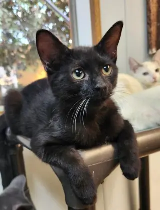 Kitten 27921 (Turbo)