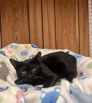 Kitten 27921 (Turbo)